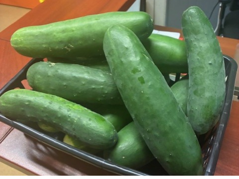 Brighton Avenue School Cucumber Harvest 2025